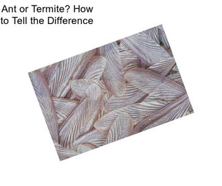 Ant or Termite? How to Tell the Difference