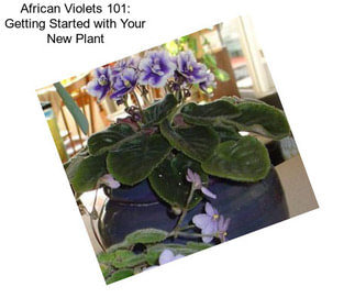 African Violets 101: Getting Started with Your New Plant