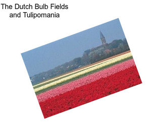 The Dutch Bulb Fields and Tulipomania