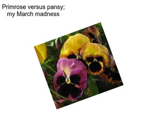 Primrose versus pansy; my March madness