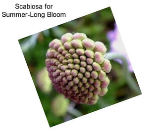 Scabiosa for Summer-Long Bloom