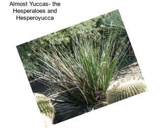 Almost Yuccas- the Hesperaloes and Hesperoyucca