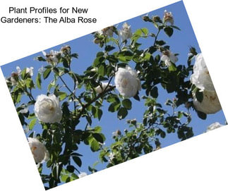 Plant Profiles for New Gardeners: The Alba Rose