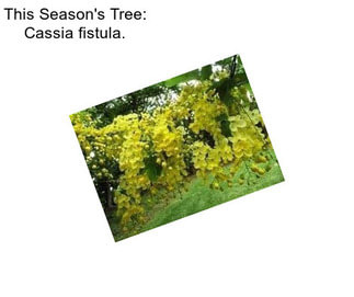 This Season\'s Tree: Cassia fistula.