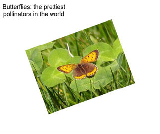 Butterflies: the prettiest pollinators in the world