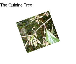 The Quinine Tree