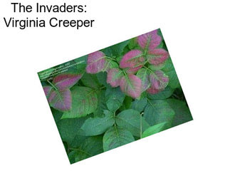The Invaders: Virginia Creeper