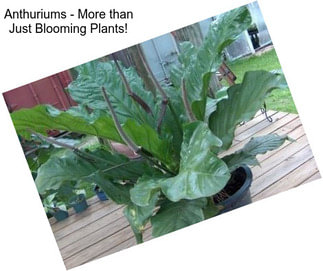 Anthuriums - More than Just Blooming Plants!