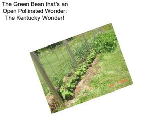 The Green Bean that\'s an Open Pollinated Wonder: The Kentucky Wonder!