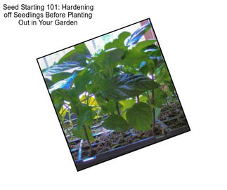 Seed Starting 101: Hardening off Seedlings Before Planting Out in Your Garden