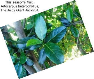 This season\'s fruit ; Artocarpus heterophyllus, The Juicy Giant Jackfruit.