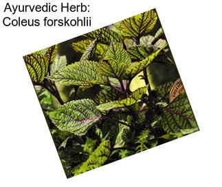 Ayurvedic Herb: Coleus forskohlii