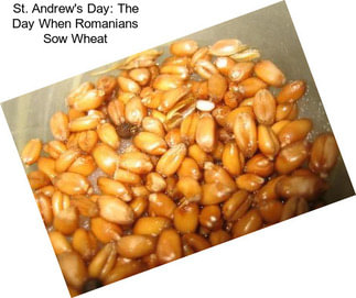 St. Andrew\'s Day: The Day When Romanians Sow Wheat