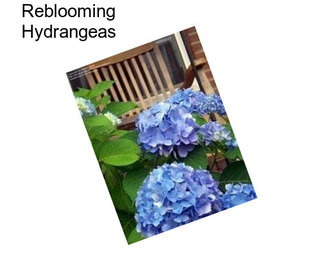 Reblooming Hydrangeas