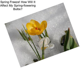 Spring Freeze! How Will It Affect My Spring-flowering Bulbs?