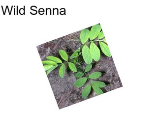 Wild Senna