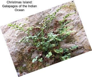 Christmas Island: Galapagos of the Indian Ocean