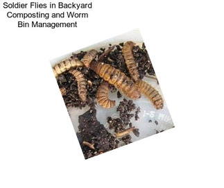 Soldier Flies in Backyard Composting and Worm Bin Management