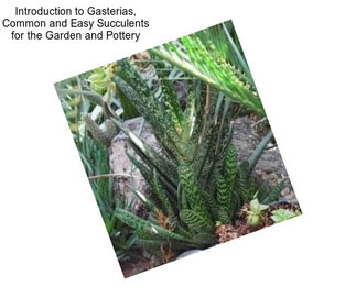 Introduction to Gasterias, Common and Easy Succulents for the Garden and Pottery