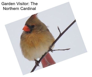 Garden Visitor: The Northern Cardinal