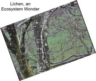 Lichen, an Ecosystem Wonder