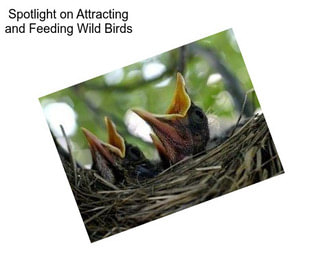 Spotlight on Attracting and Feeding Wild Birds