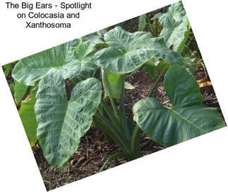 The Big Ears - Spotlight on Colocasia and Xanthosoma