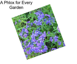 A Phlox for Every Garden