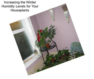 Increasing the Winter Humidity Levels for Your Houseplants