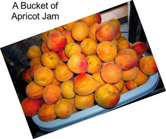 A Bucket of Apricot Jam