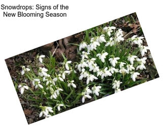 Snowdrops: Signs of the New Blooming Season