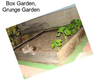 Box Garden, Grunge Garden