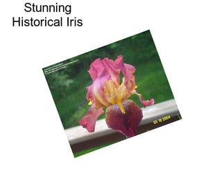 Stunning Historical Iris