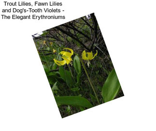 Trout Lilies, Fawn Lilies and Dog\'s-Tooth Violets - The Elegant Erythroniums