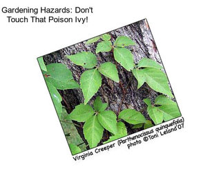 Gardening Hazards: Don\'t Touch That Poison Ivy!