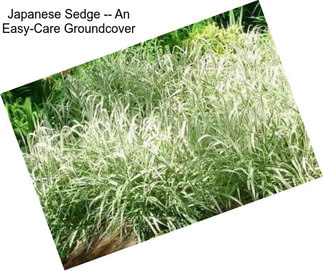 Japanese Sedge -- An Easy-Care Groundcover