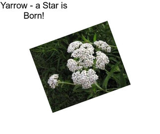 Yarrow - a Star is Born!