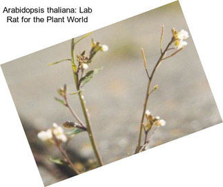 Arabidopsis thaliana: Lab Rat for the Plant World