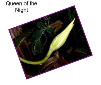 Queen of the Night