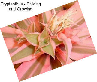 Cryptanthus - Dividing and Growing