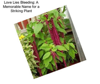 Love Lies Bleeding: A Memorable Name for a Striking Plant