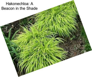 Hakonechloa: A Beacon in the Shade