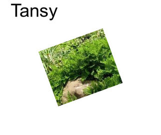 Tansy