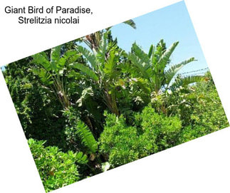Giant Bird of Paradise, Strelitzia nicolai