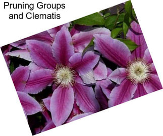 Pruning Groups and Clematis