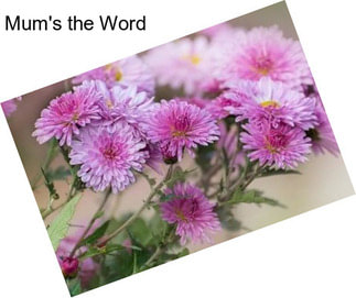 Mum\'s the Word