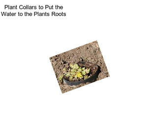 Plant Collars to Put the Water to the Plants Roots