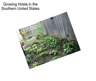 Growing Hosta in the Southern United States