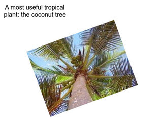 A most useful tropical plant: the coconut tree