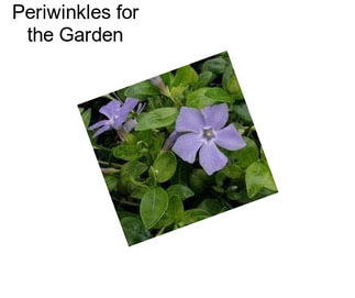 Periwinkles for the Garden